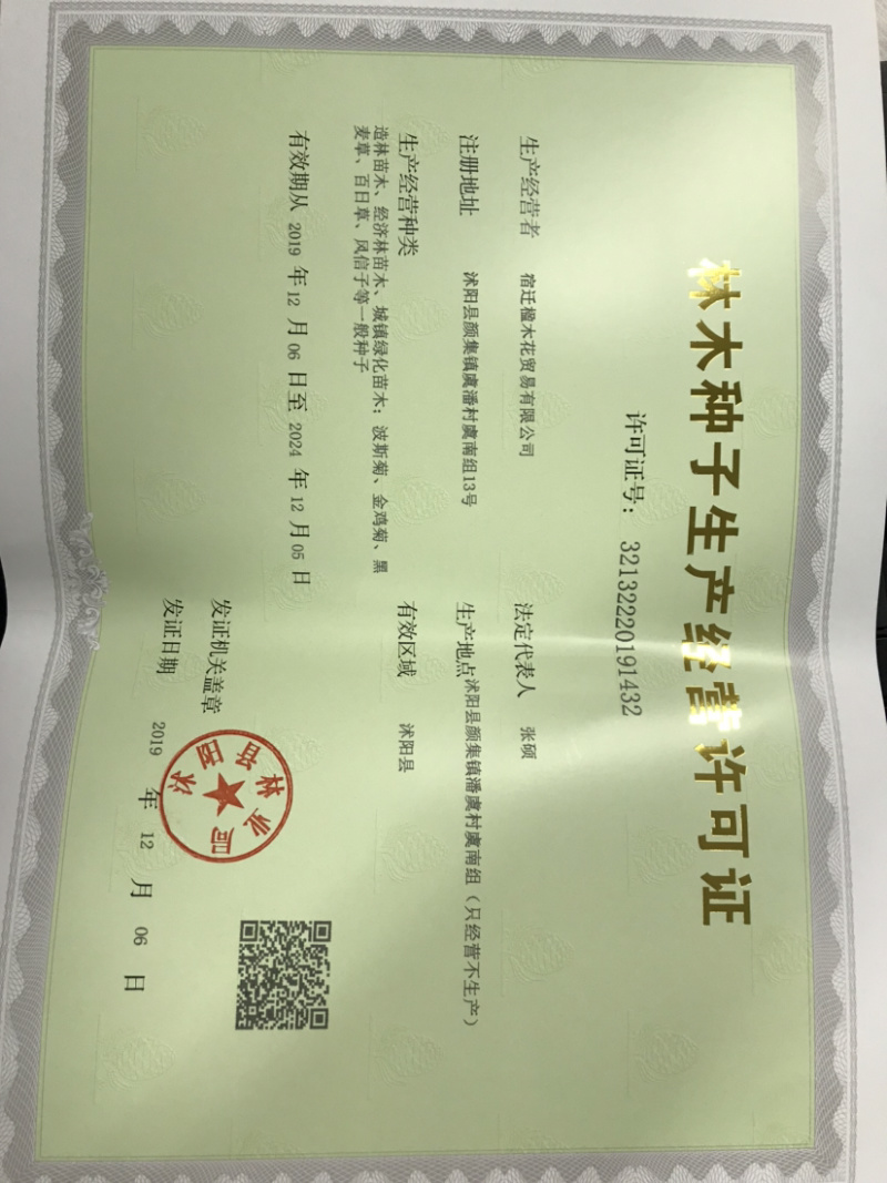 蓝香芥种子