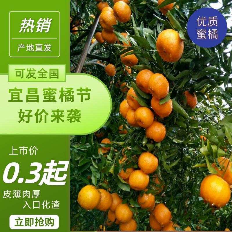 蜜橘，特早蜜桔，一手货源，保质保量，蜜桔香味浓郁