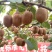 徐香，翠香，秦美，海洼德