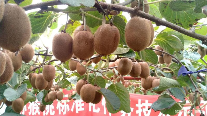 徐香，翠香，秦美，海洼德