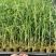 【基地直销】零下25度越冬牧草绿洲一号组培苗欢迎咨询