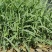 【基地直销】零下25度越冬牧草绿洲一号组培苗欢迎咨询