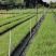 【基地直销】零下25度越冬牧草绿洲一号组培苗欢迎咨询