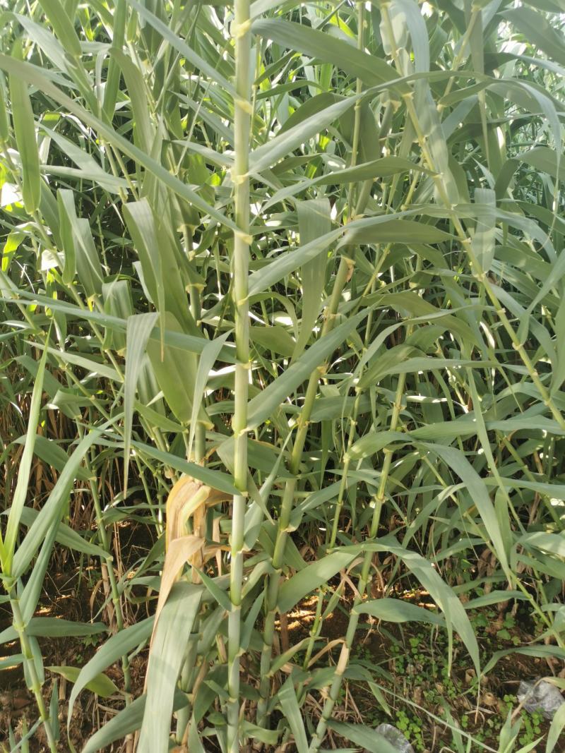 【基地直销】零下25度越冬牧草绿洲一号组培苗欢迎咨询