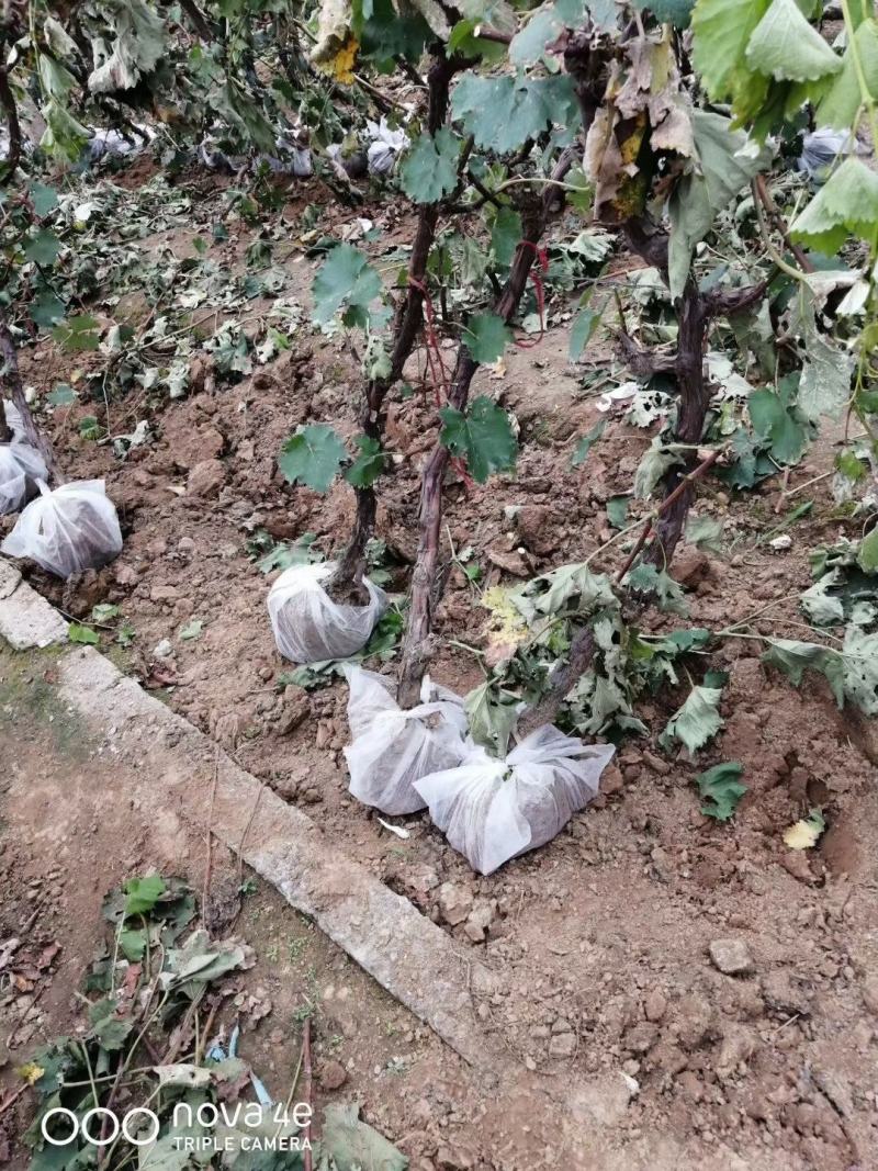 葡萄苗甜蜜蓝宝石葡萄苗保证品种正提供技术指现挖现发