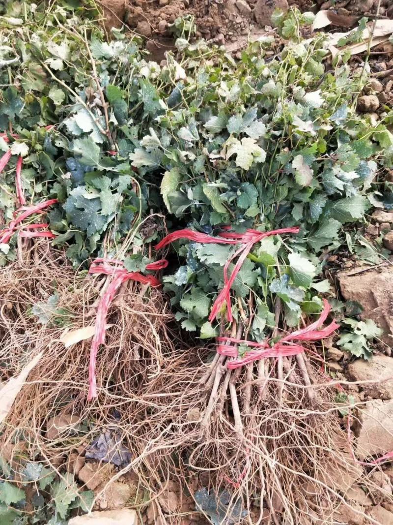 葡萄苗甜蜜蓝宝石葡萄苗保证品种正提供技术指现挖现发