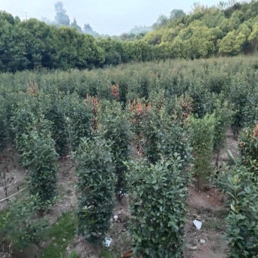 红叶石楠柱子_重庆静观镇_自产自销，量大从优，精品货源