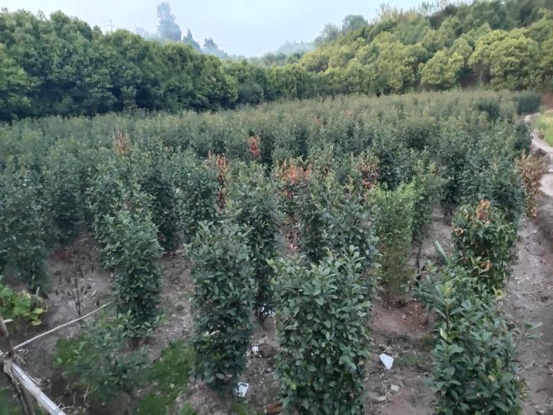 红叶石楠柱子_重庆静观镇_自产自销，量大从优，精品货源