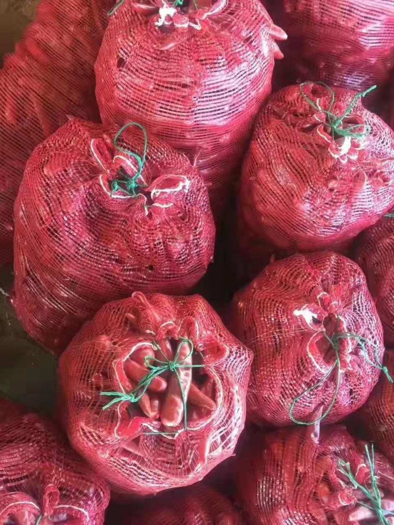 鲜辣椒品种有1219，金塔，大量鲜椒现已上市