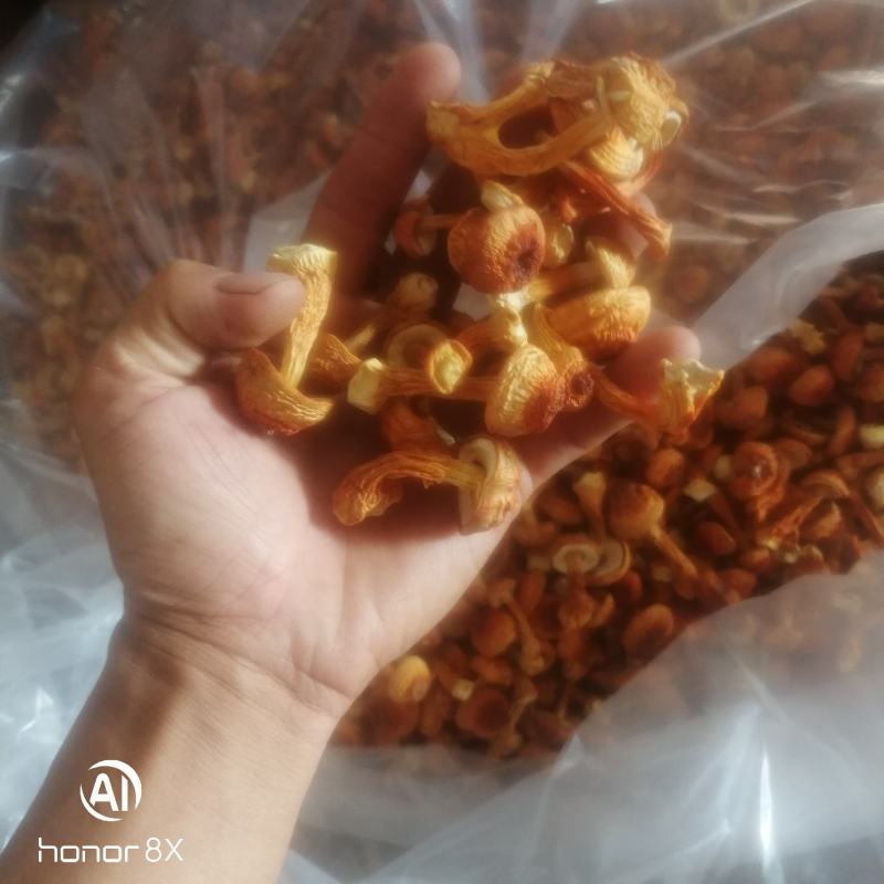 姬松茸，食品菌，一手货源