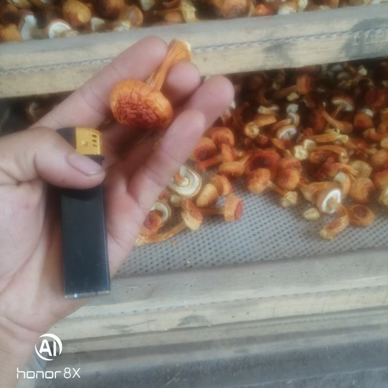 姬松茸，食品菌，一手货源