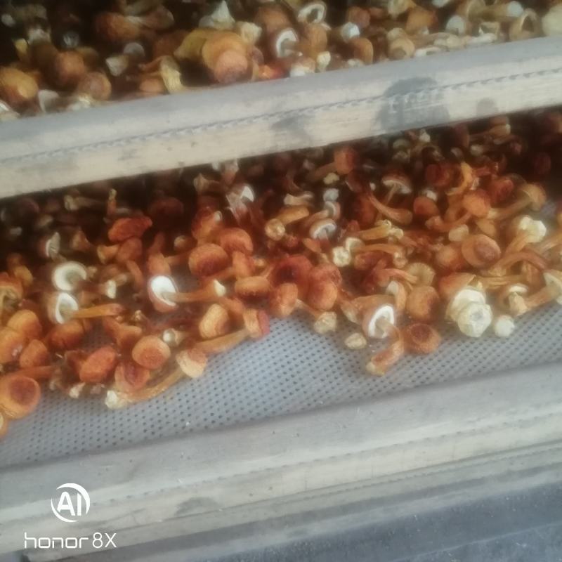 姬松茸，食品菌，一手货源