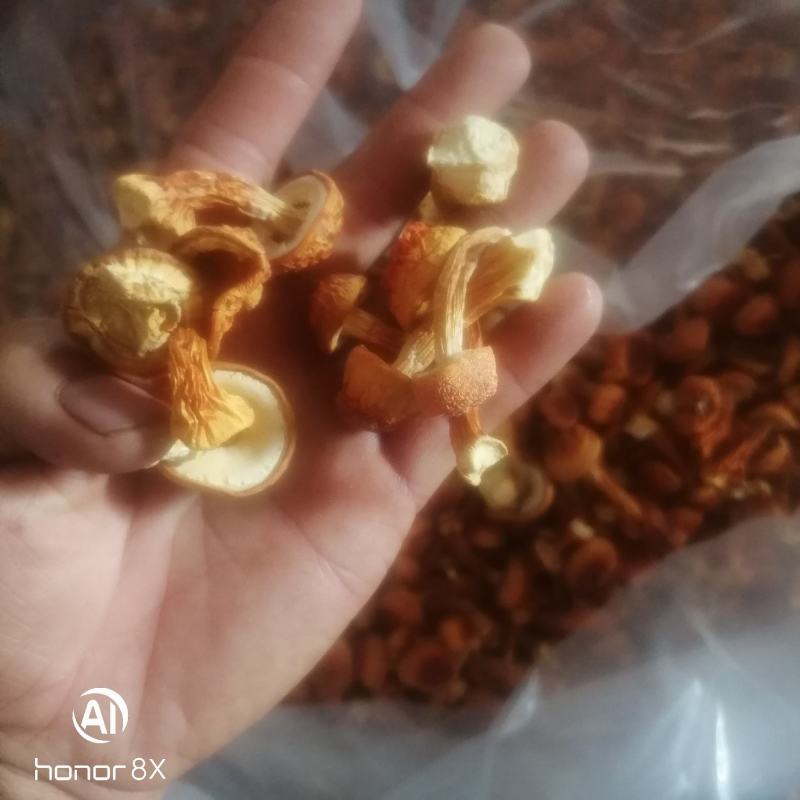 姬松茸，食品菌，一手货源