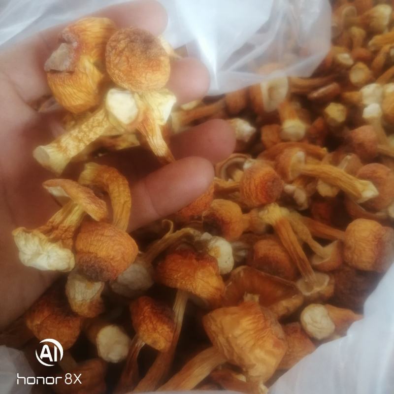 姬松茸，食品菌，一手货源