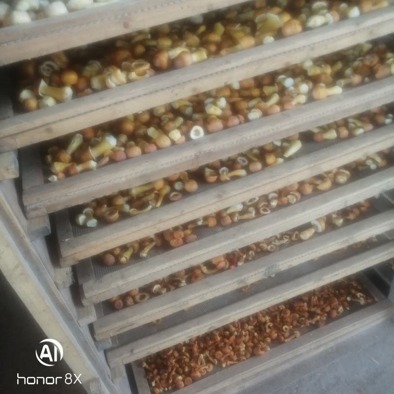 姬松茸，食品菌，一手货源