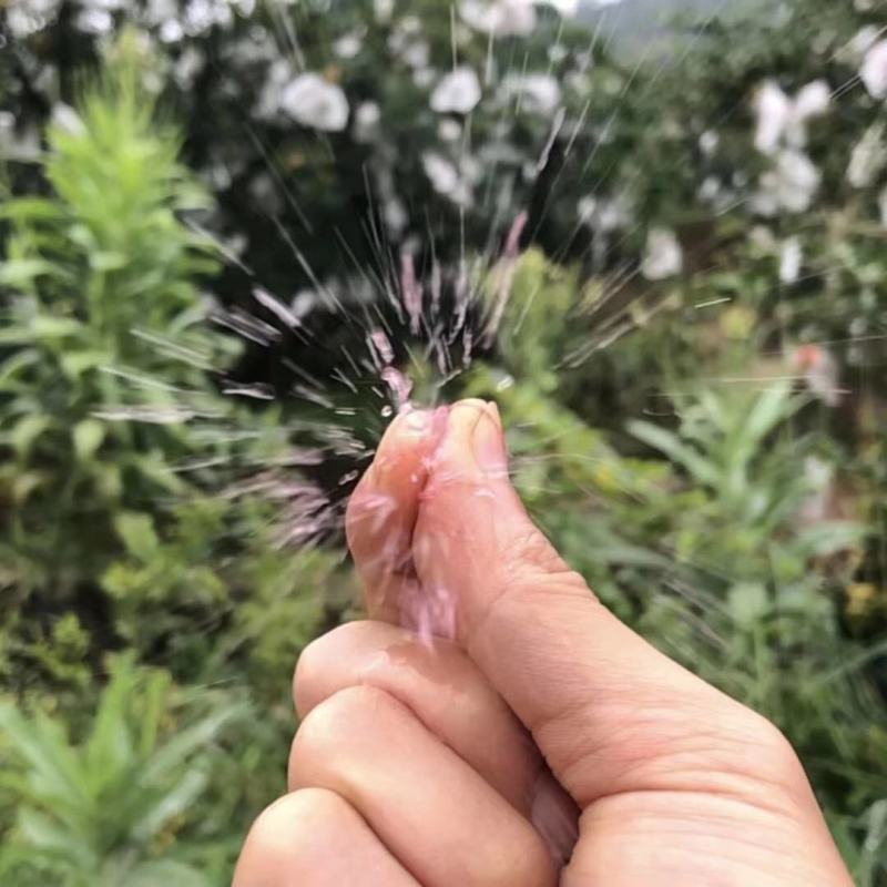 会理县突尼斯软籽石榴
