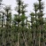 大叶紫薇光棍货10公分:各种大小规格移植树苗