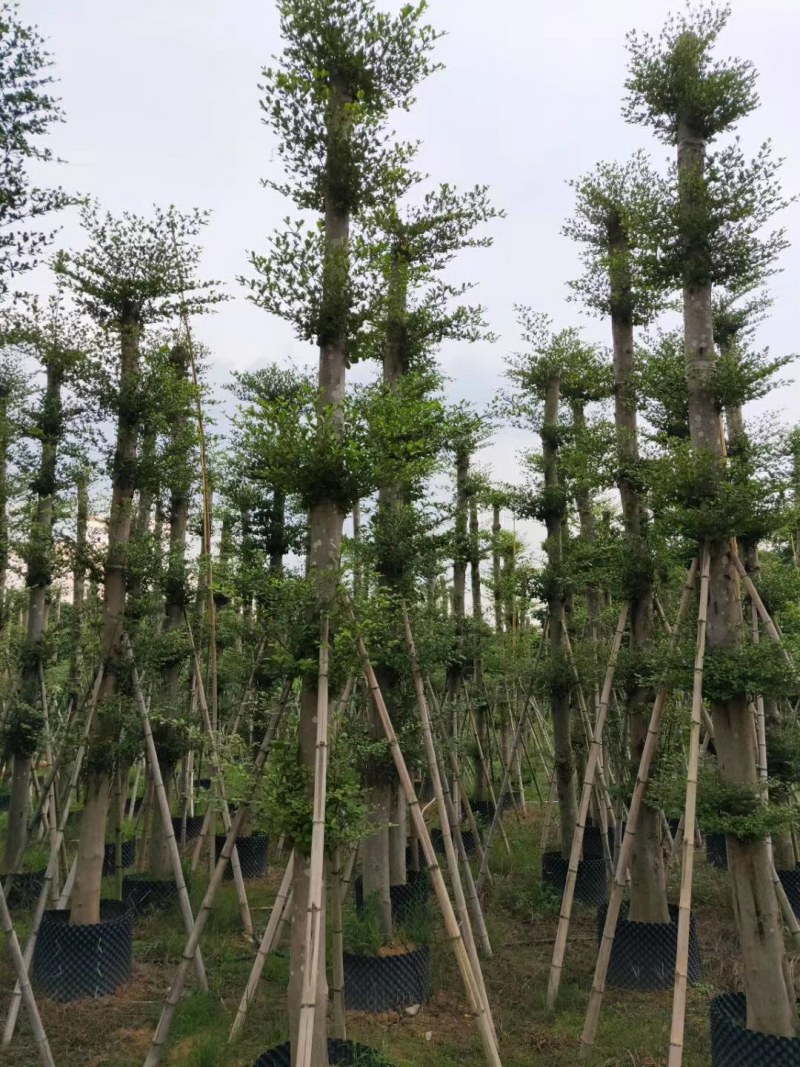大叶紫薇光棍货10公分:各种大小规格移植树苗