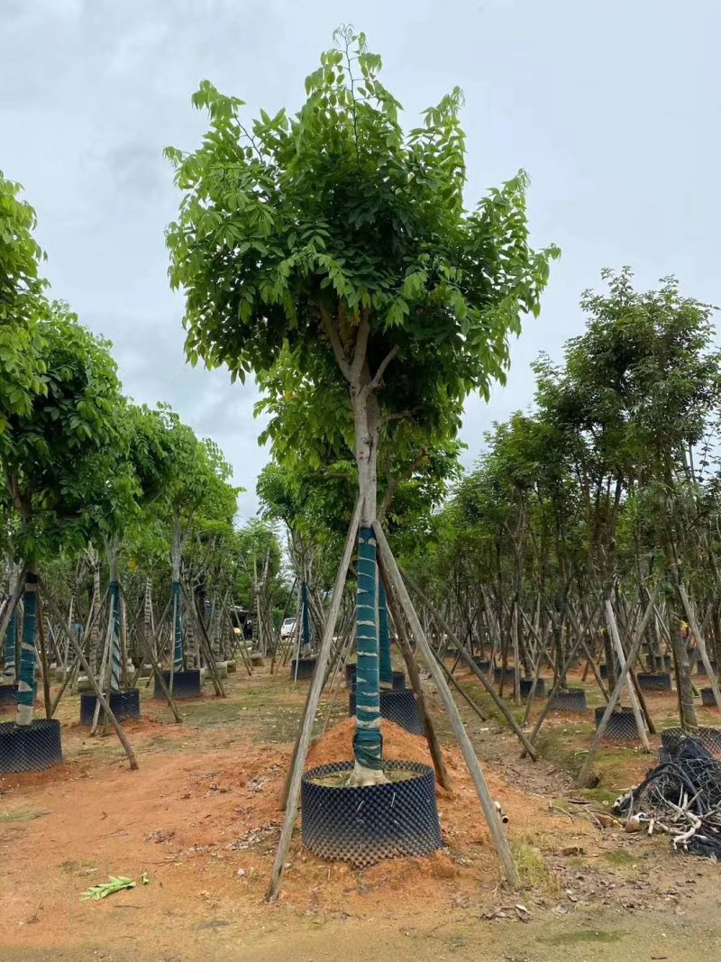 大叶紫薇光棍货10公分:各种大小规格移植树苗