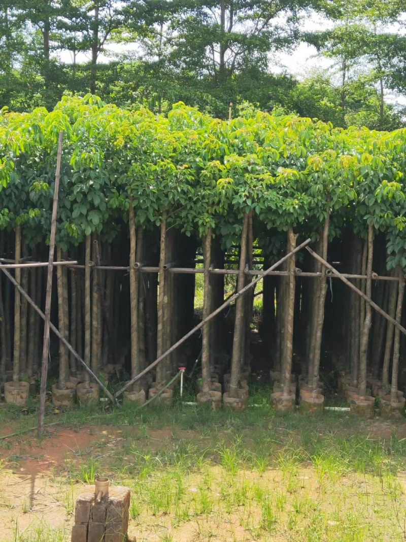 大叶紫薇光棍货10公分:各种大小规格移植树苗