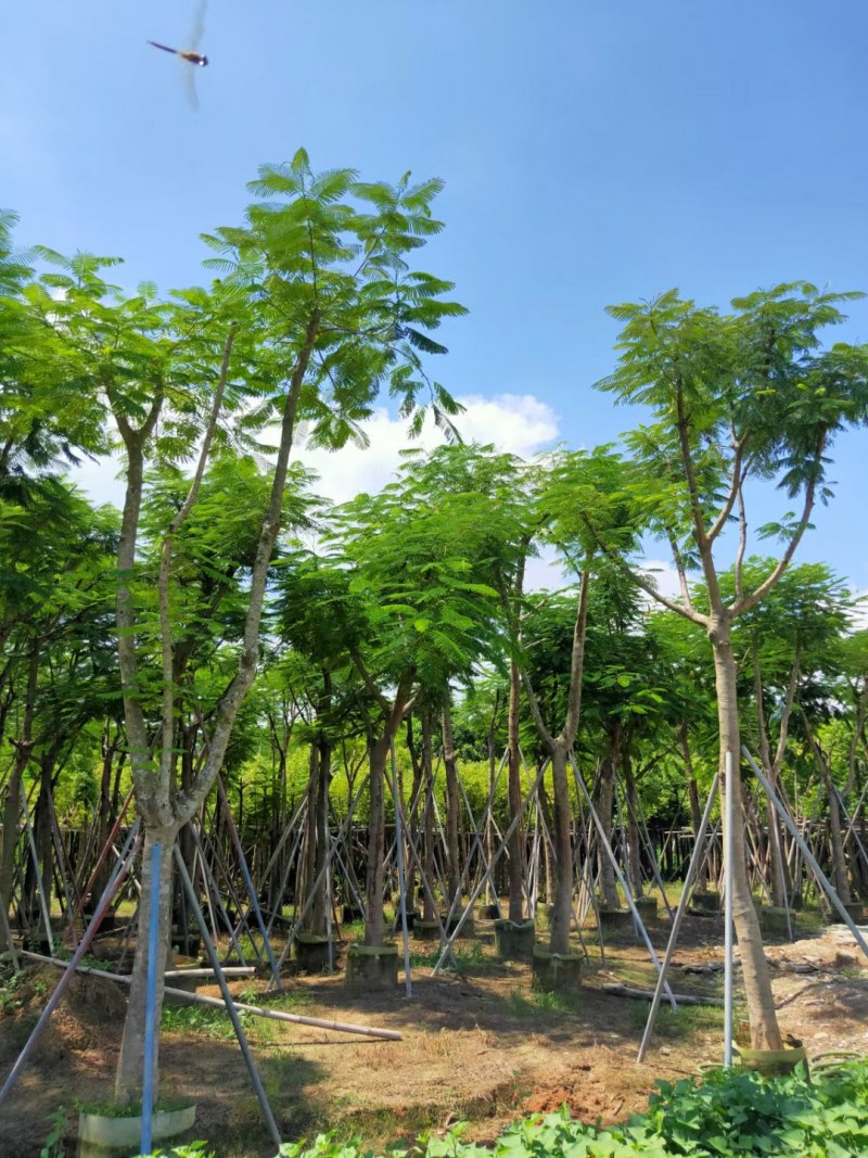 大叶紫薇光棍货10公分:各种大小规格移植树苗