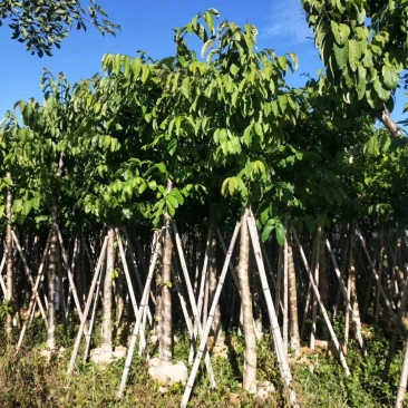 大叶紫薇光棍货10公分:各种大小规格移植树苗