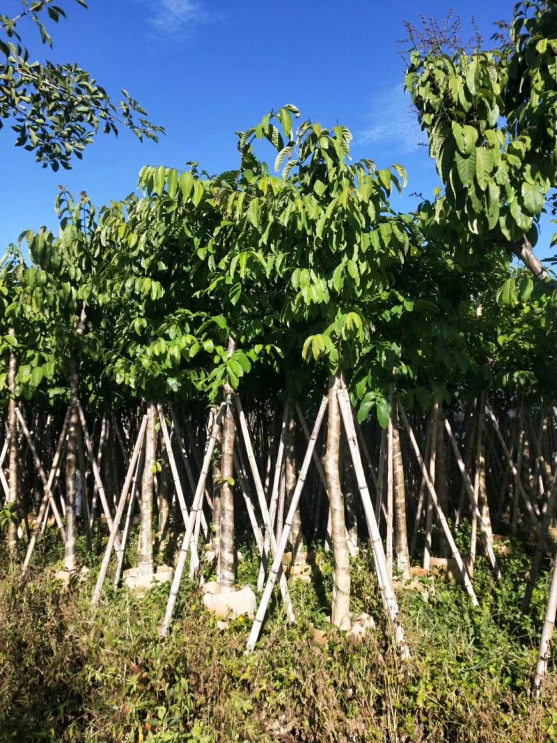 大叶紫薇光棍货10公分:各种大小规格移植树苗