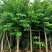 大叶紫薇光棍货10公分:各种大小规格移植树苗