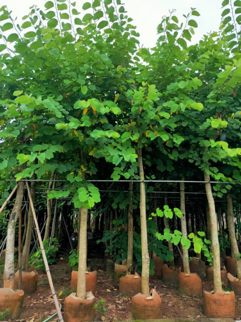 大叶紫薇光棍货10公分:各种大小规格移植树苗