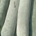 香河县白皮冬瓜霜好肉厚，现在都是挑选30斤以上精品吊瓜