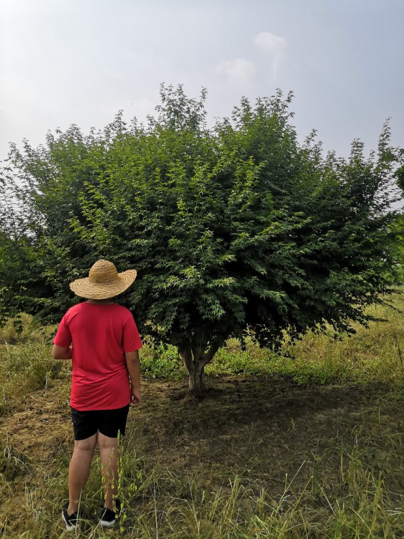 供应各种规格精品鸡爪槭，10到23公分