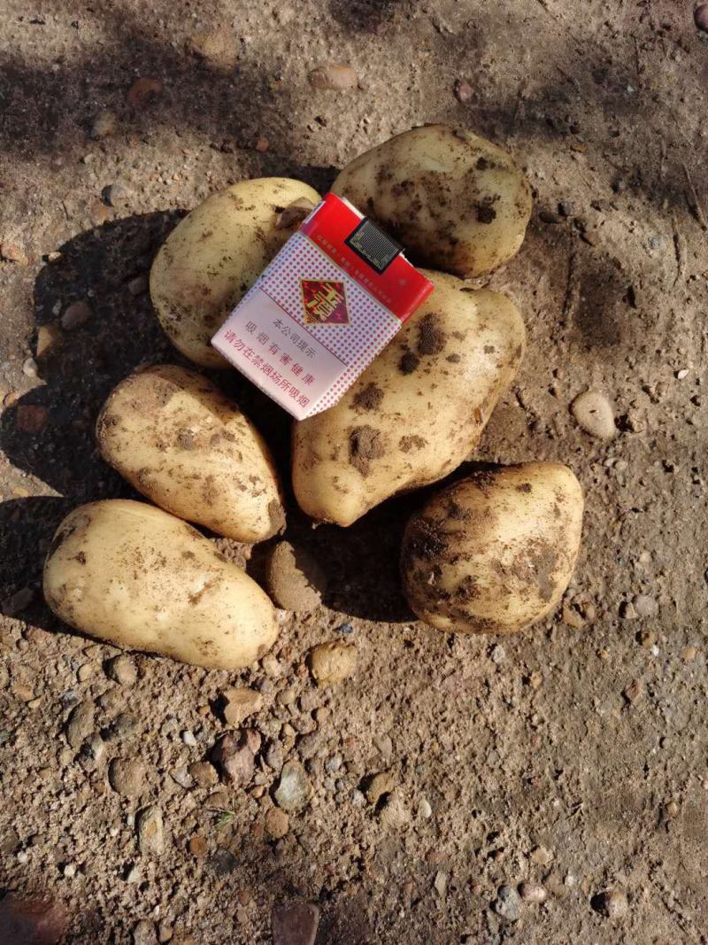 张家口蔬菜种植基地现货大量供应荷兰十五，希森，V7，
