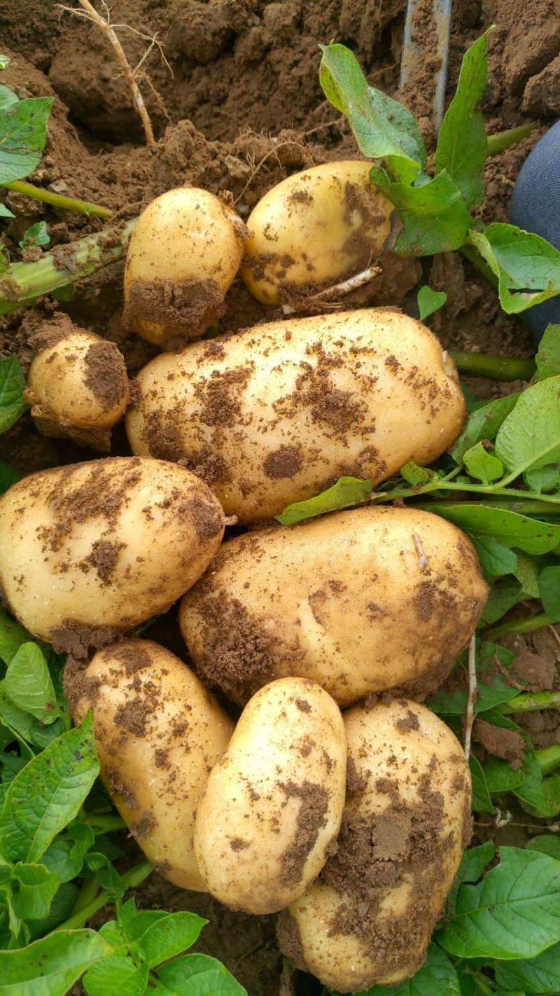 张家口蔬菜种植基地现货大量供应荷兰十五，希森，V7，