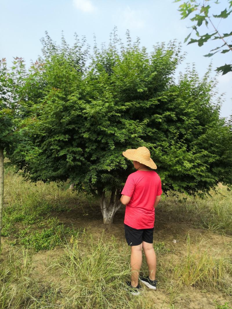 供应各种规格精品鸡爪槭，10到23公分