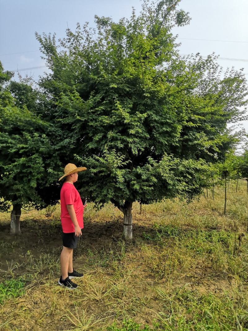 供应各种规格精品鸡爪槭，10到23公分