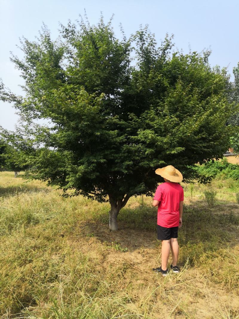 供应各种规格精品鸡爪槭，10到23公分