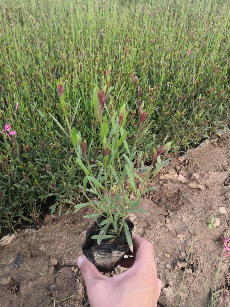 多年生耐寒植物冰岛虞美人