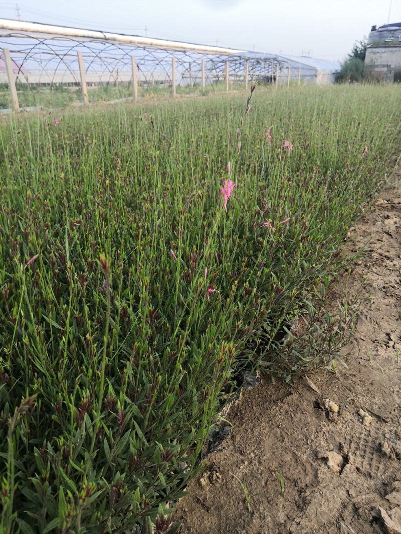 多年生耐寒植物冰岛虞美人