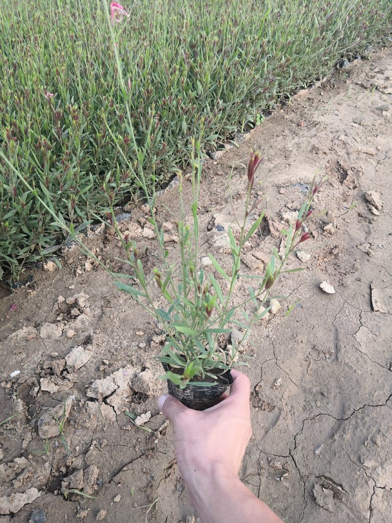 多年生耐寒植物冰岛虞美人