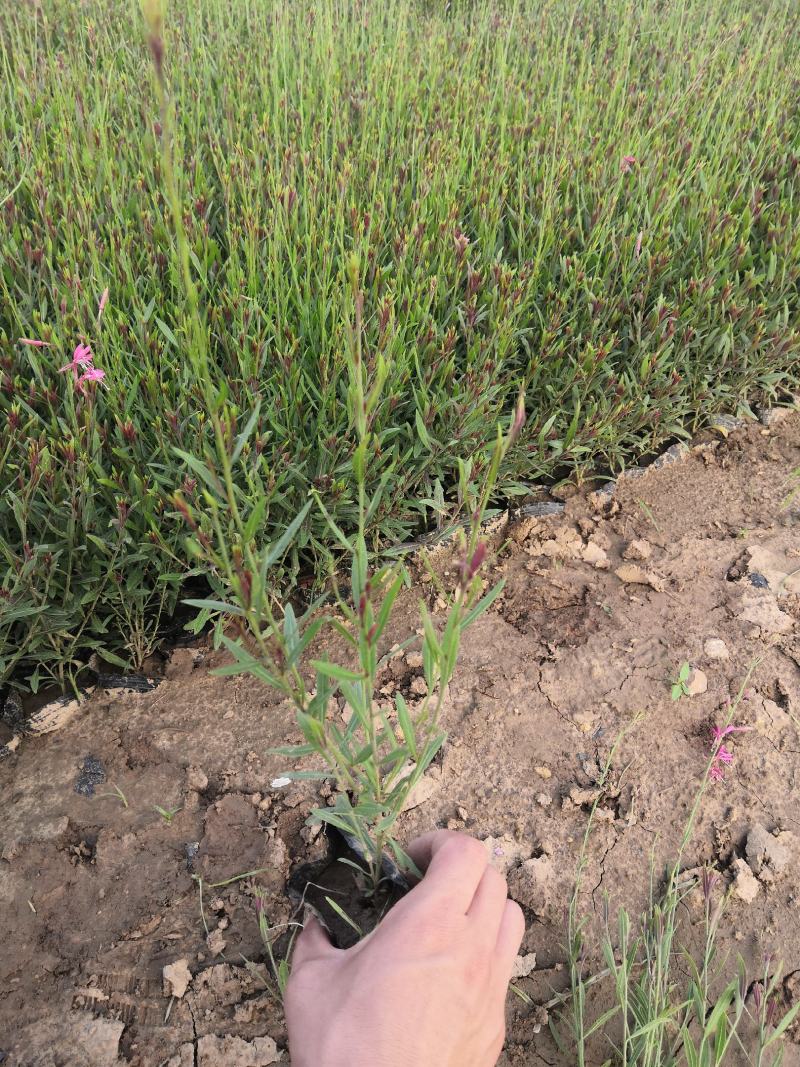 多年生耐寒植物冰岛虞美人