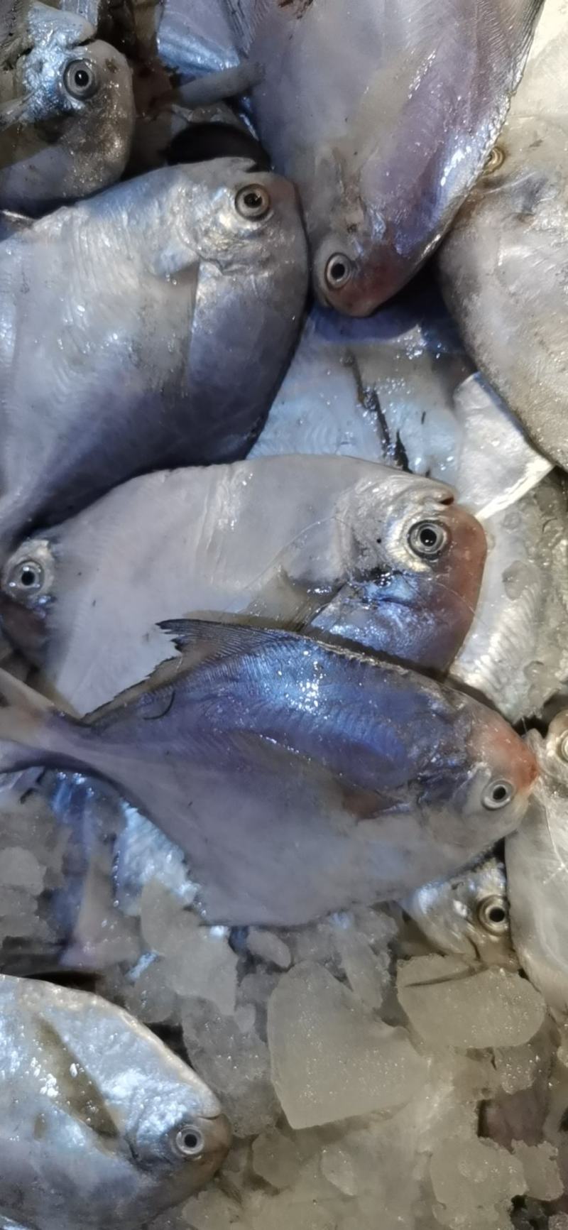新鲜冷冻鲳鱼鲜活捕捞。江苏海鲜水产鲳鱼，海捕鲳鱼