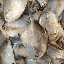 新鲜冷冻鲳鱼鲜活捕捞。江苏海鲜水产鲳鱼，海捕鲳鱼