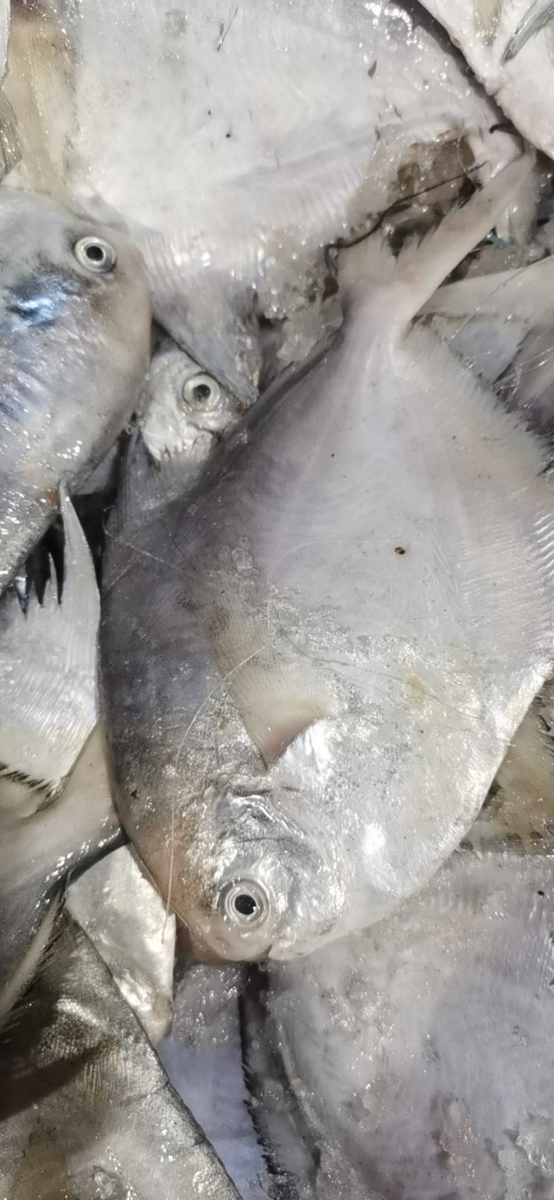 新鲜冷冻鲳鱼鲜活捕捞。江苏海鲜水产鲳鱼，海捕鲳鱼