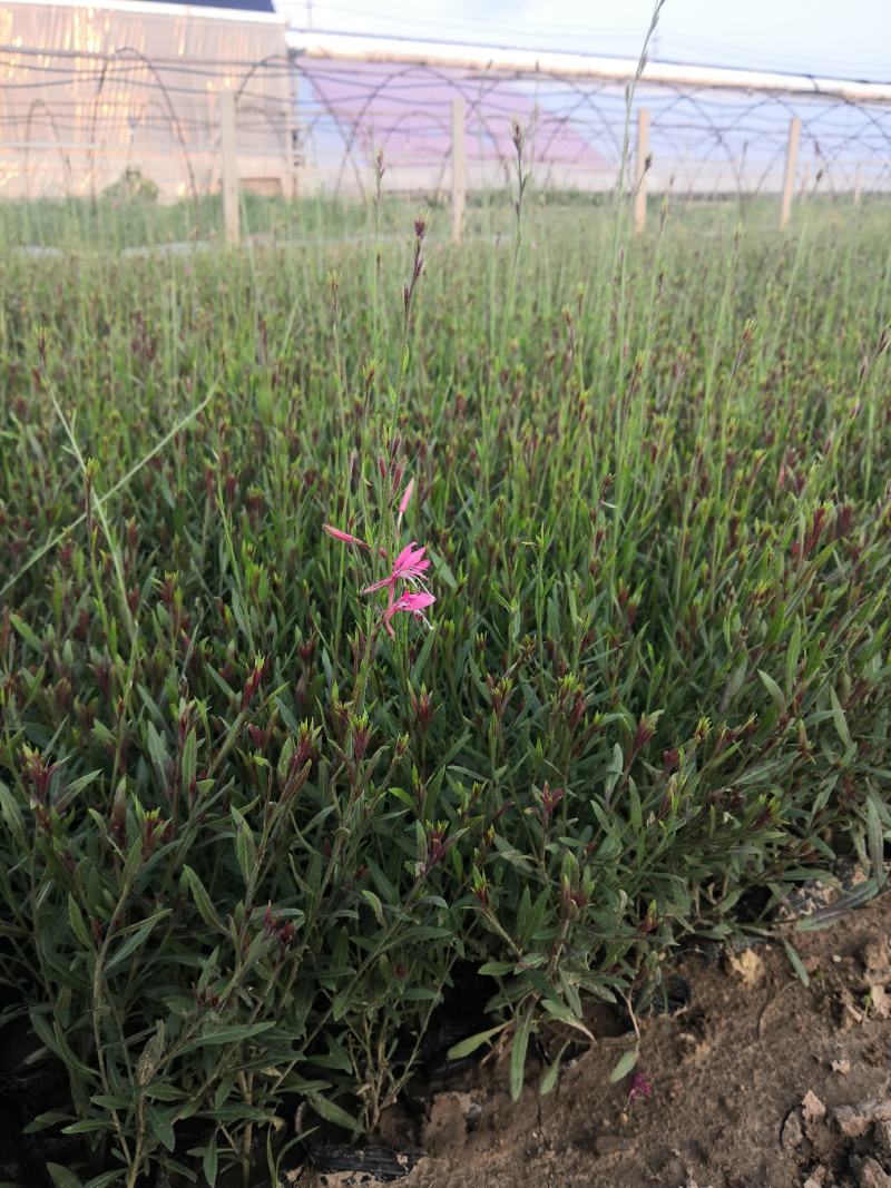 崂峪苔草营养钵苗现货供应，质优价廉