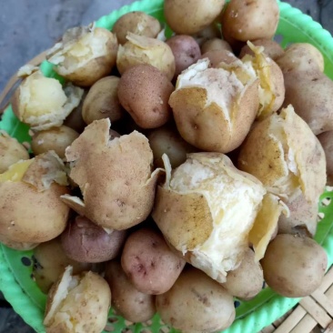 凉山老品种土豆出来了