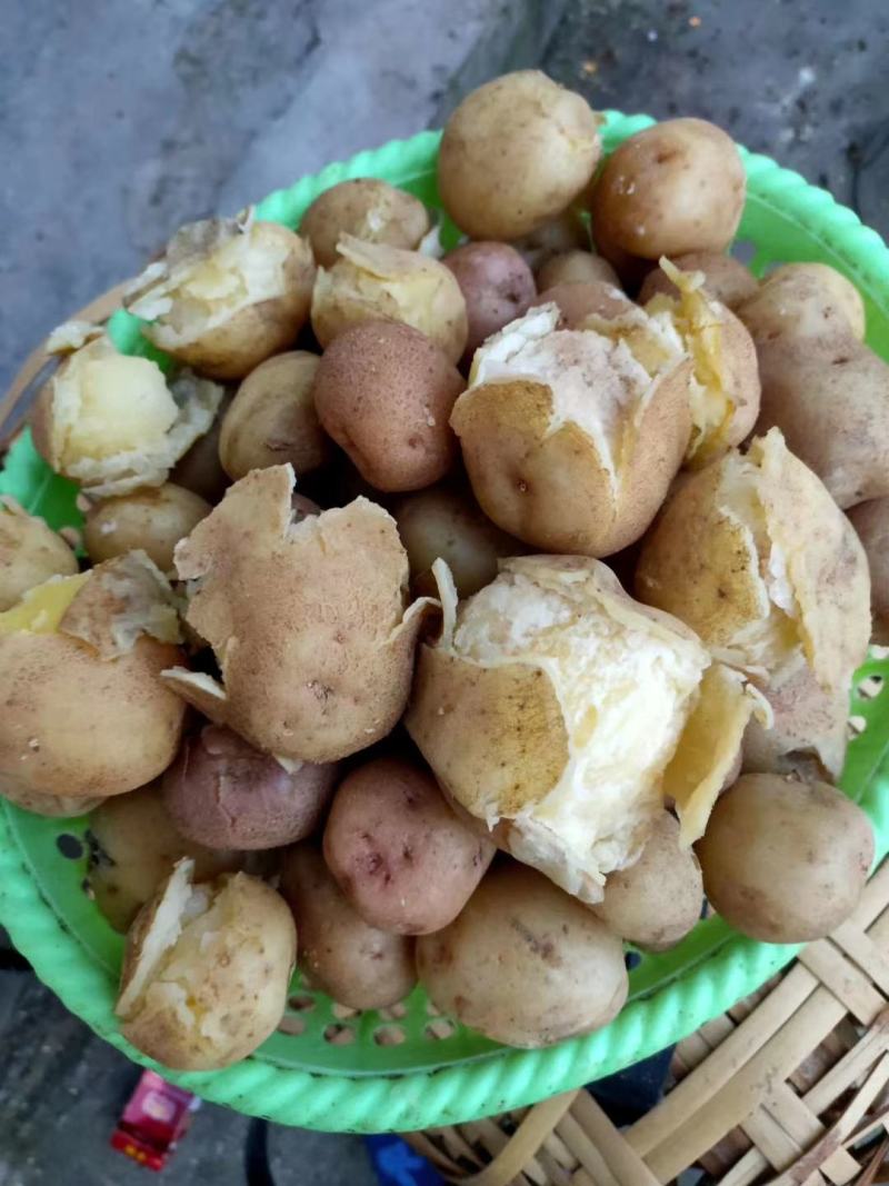 凉山老品种土豆出来了
