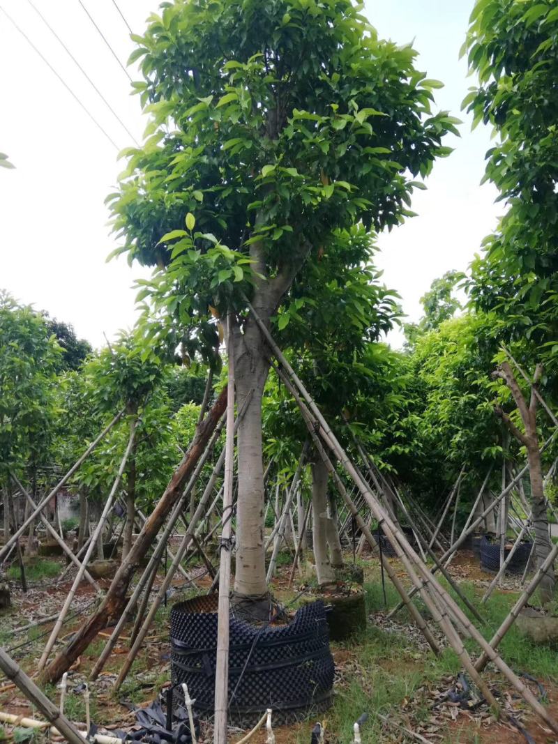 白玉兰，白兰，黄桷兰，原生袋苗3-10分，移植苗8-30