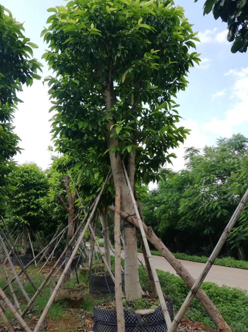 白玉兰，白兰，黄桷兰，原生袋苗3-10分，移植苗8-30