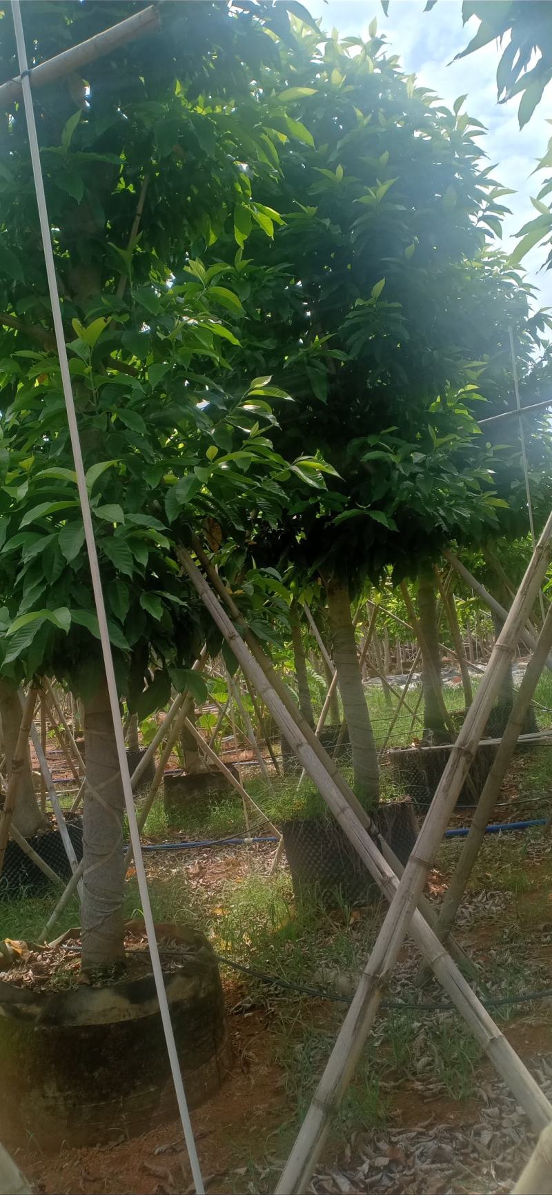 白玉兰，白兰，黄桷兰，原生袋苗3-10分，移植苗8-30