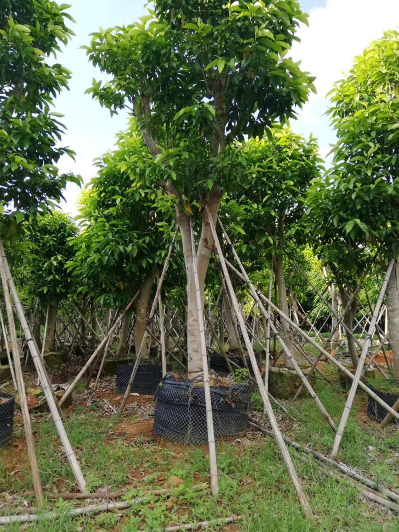 白玉兰，白兰，黄桷兰，原生袋苗3-10分，移植苗8-30